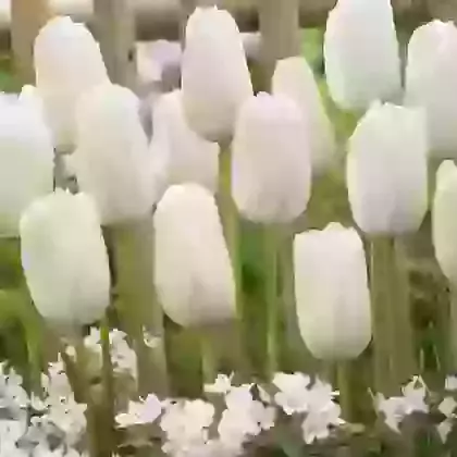 White Proud